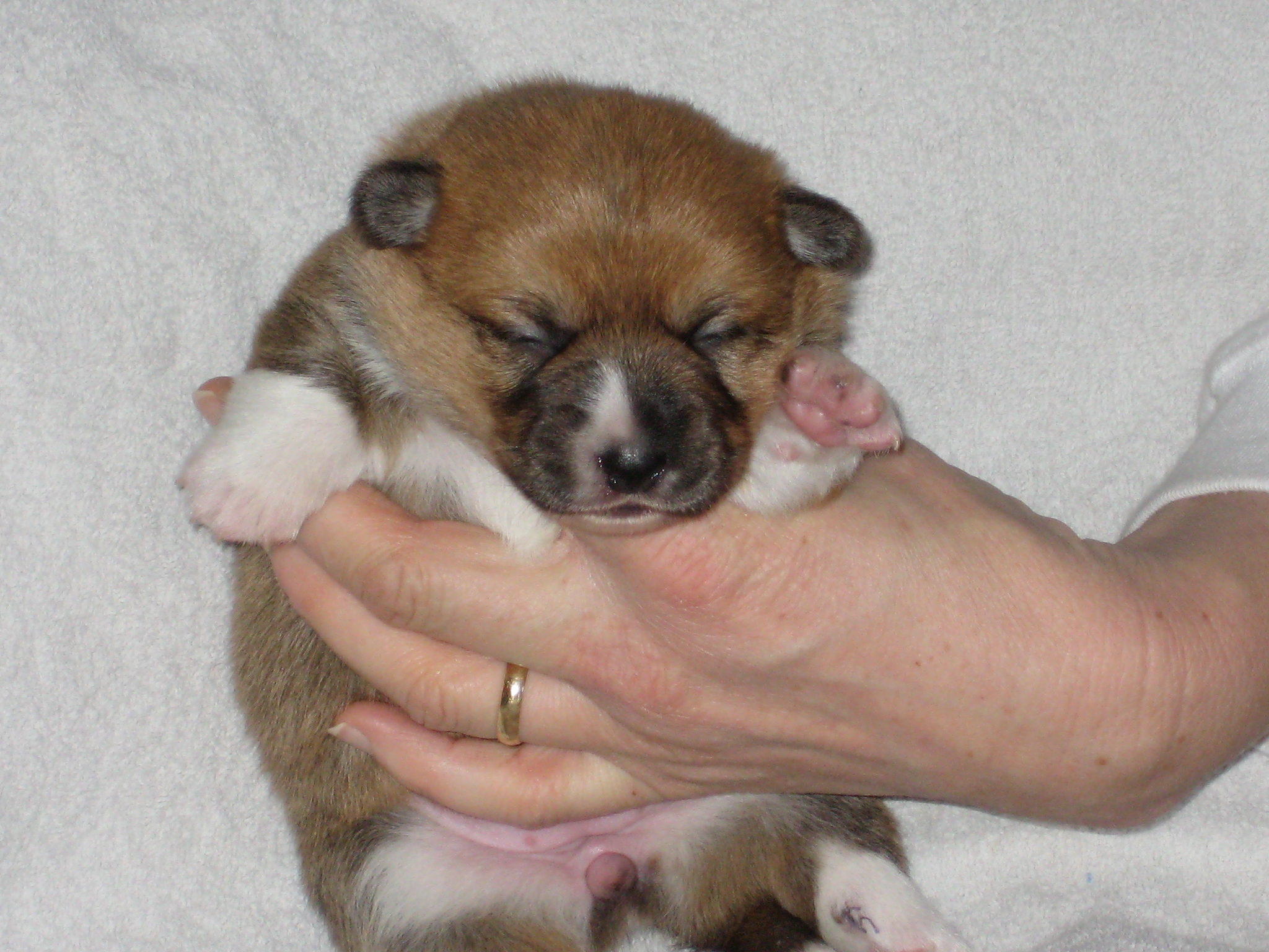 11 Dagen oud